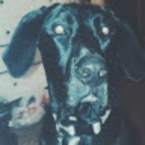 Meet your Posher, Bailey